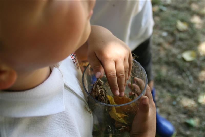 one child wearing a white school polo top holding a clear tube with leaves and twigs in looking for some insects and bugs that have been living inside of the tube. 