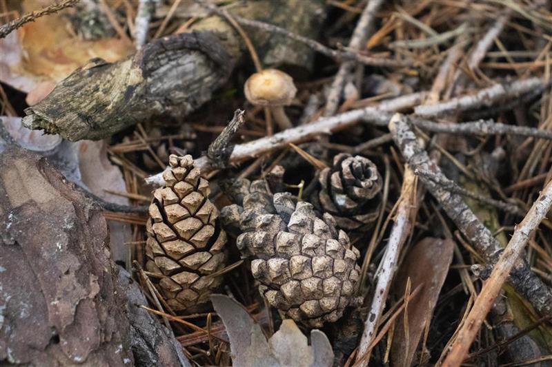 pinecones within twigs and leaves