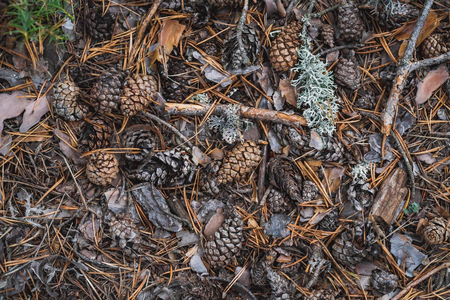 A forest floor covered in pinecones, leaves, bark and shrubbery