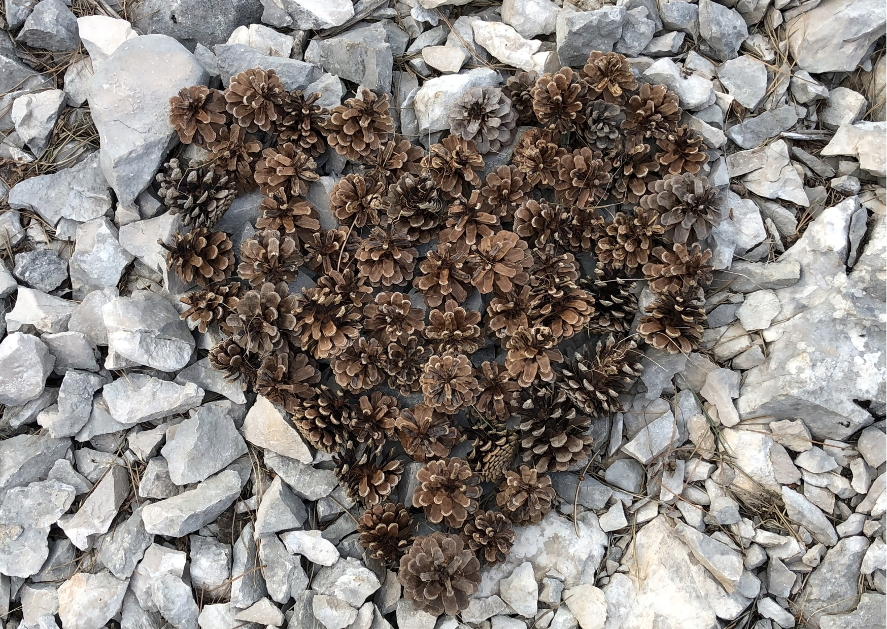 A love heart shape made out of pinecones that are laid on a stone background.