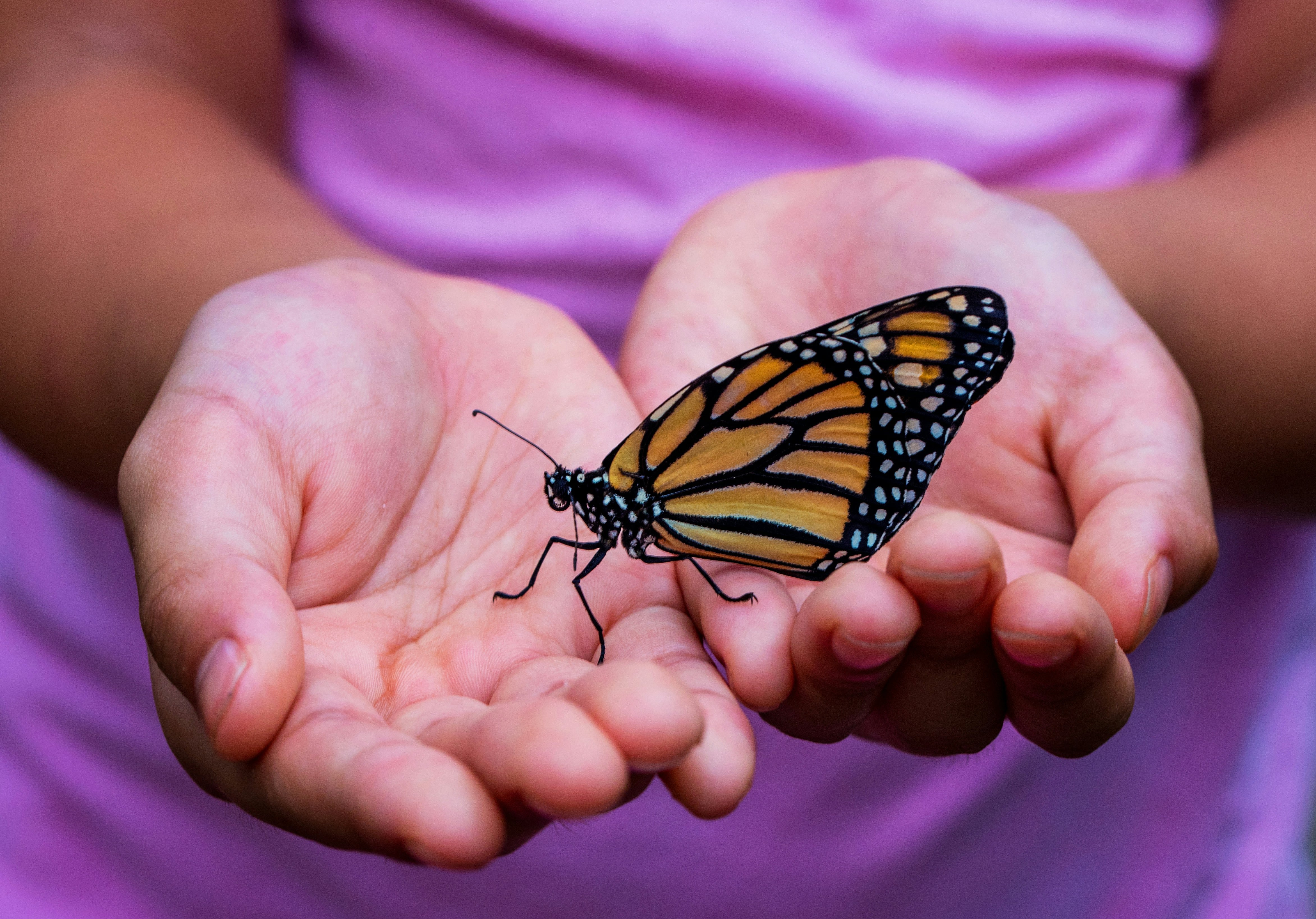 A butterfly that has landed on a child's hands. The butterfly has an orange, black and white colour scheme and stands out from the child's pink top that can be seen in the background. The butterfly is looking to the left.