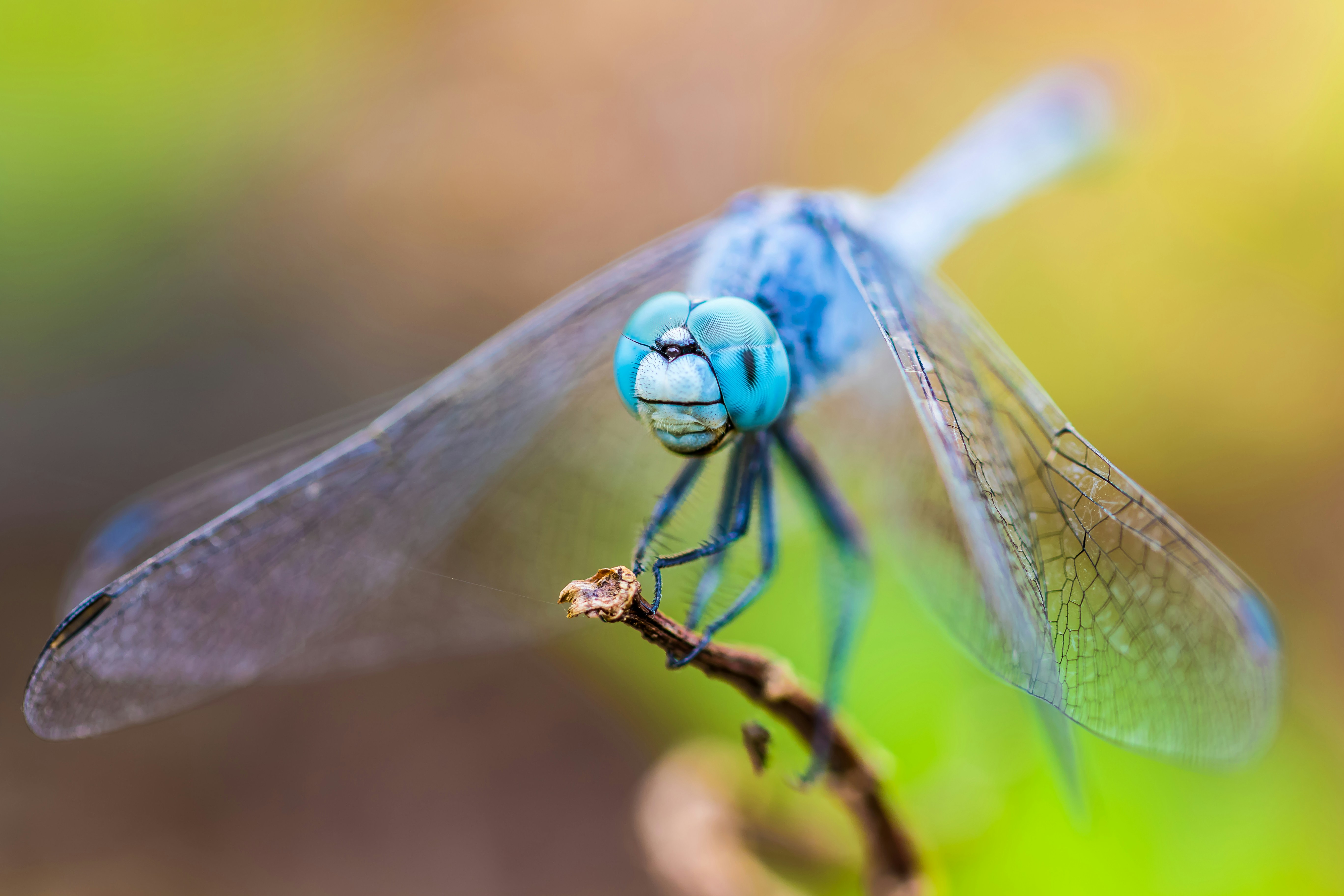 A macro shot of a blue dragonfly, with the insect stood on a small twig. It's wings are relaxed as the insect looks into the camera.