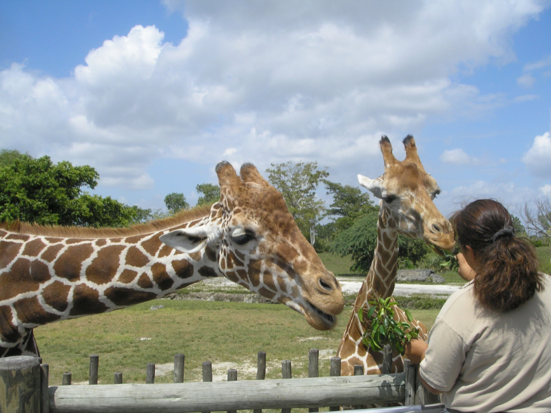 Two Giraffes are stood at a fence and are eating branches that are being handed to them by a woman. The woman is stood between the two giraffes on an elevated platform.